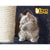i.Pet 244cm Multi Level Cat Scratching Post In Grey